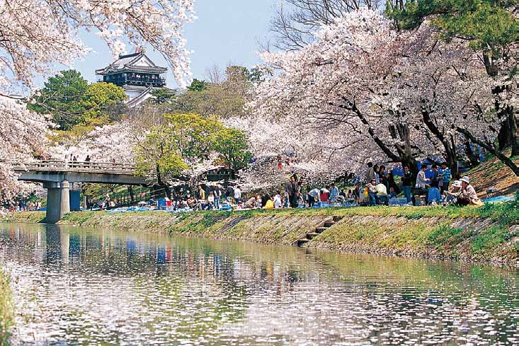 1,000本の桜を植樹する「桜の杜」を計画（写真はイメージです）